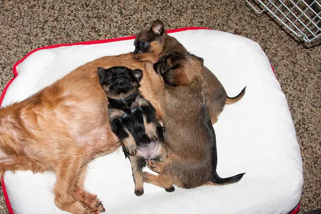 Perfect Male and Female Beautiful Brussel Griffon Puppies